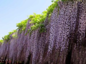 加須市の観光スポットとして有名な玉敷神社の藤