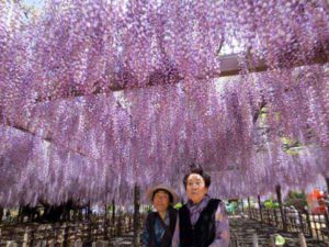 加須市の観光スポットとして有名な玉敷神社の藤