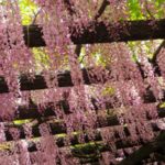 加須市の観光スポットとして有名な玉敷神社の藤