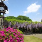 加須市の観光スポットとして有名な玉敷神社の藤